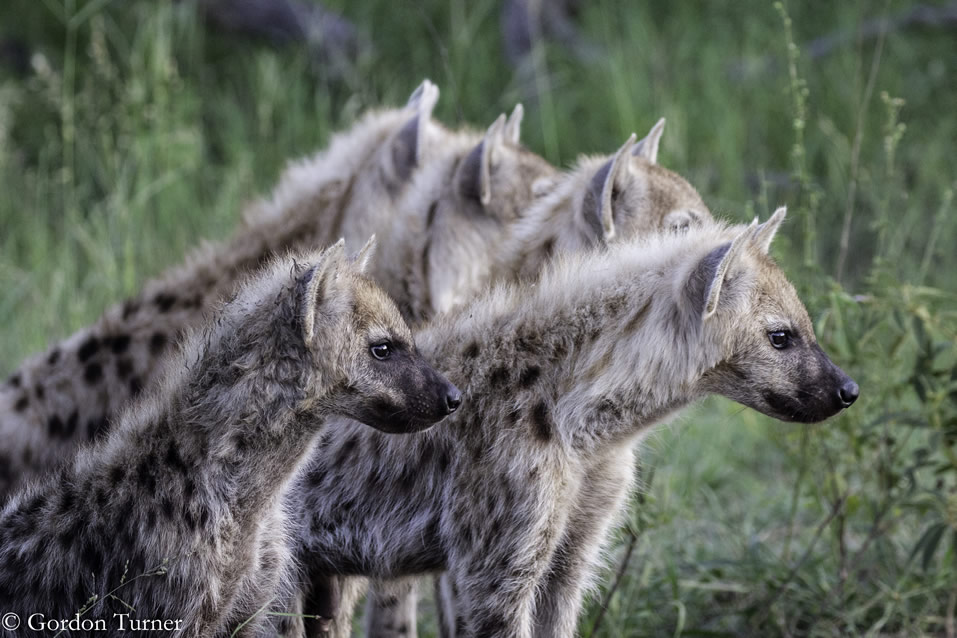 <h2>2020 South African Golf Cruise</h2>10 Nights | 4 Rounds | Cape Town – Cape Town | January 21 – 31